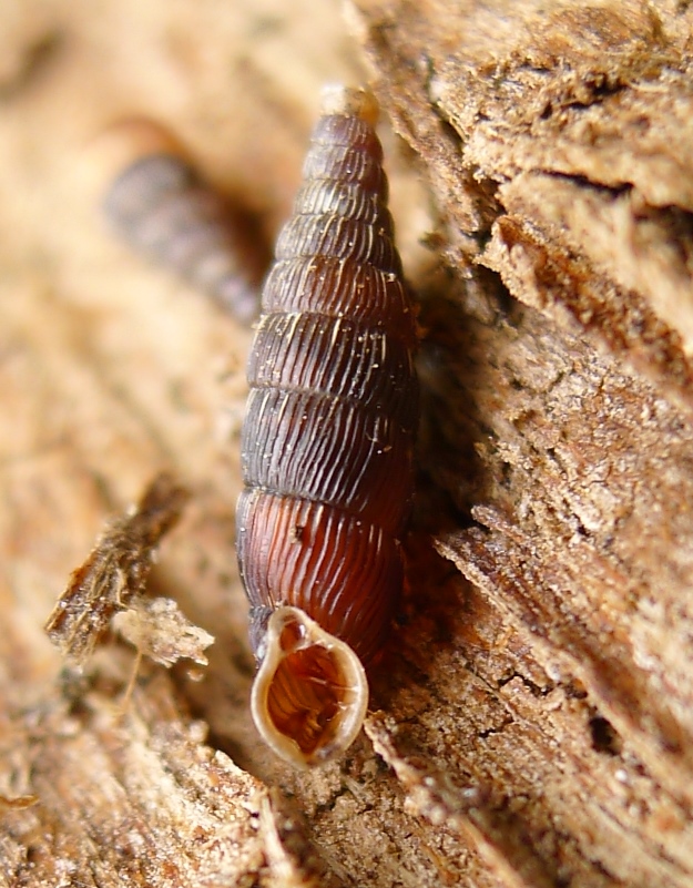 Clausilia